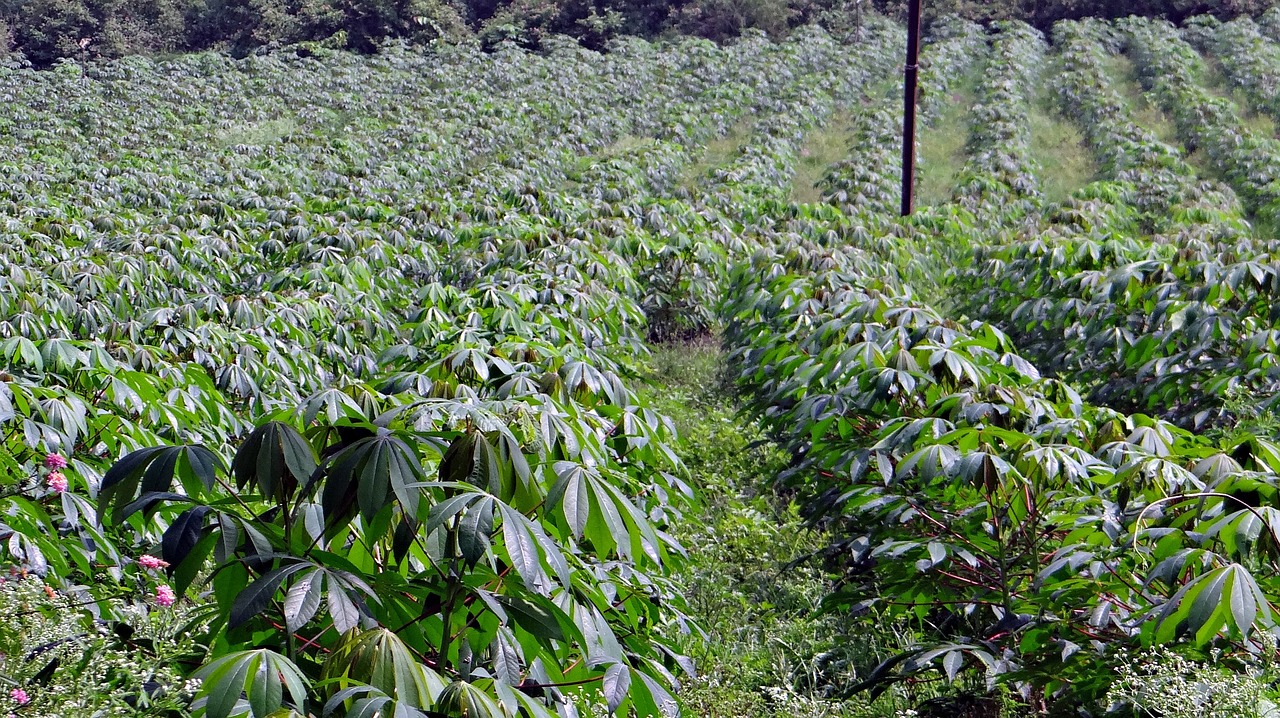 Cassava farm